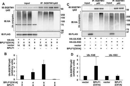 Figure 3. Catalytic mutant BPLF1 promotes SQSTM1/p62 hyper-ubiquitination. (A) SQSTM1/p62 was immunoprecipitated in denaturing conditions from cells expressing increasing amounts of BPLF1C61A and HA-tagged ubiquitin and western blots were probed with an anti-HA antibody. The ubiquitination of SQSTM1/p62 was increased in the presence of BPLFC61A in a dose dependent manner and reversed by spiking the transfections with catalytically active BPLF1. A non-specific 75 kD band detected in total cell lysates by the anti-HA antibody is indicated by an asterisk. (B) Quantification of the data presented in A. Mean ± SD of two experiments. (C) The hyper-ubiquitination of SQSTM1/p62 is largely due to addition of K48-linked ubiquitin chains. (D) Quantification of data presented in C; mean ± SD of two independent experiments