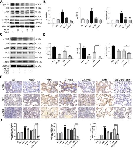 Figure 3 AS-IV inhibits the PI3K/Akt/mTOR pathway in lung tissues from rats exposed to PM2.5. (A–D) The levels of p-PI3K, PI3K, p-AKT, AKT, p-mTOR, and mTOR were determined by Western blot analysis. (E) Effects of p-PI3K, p-AKT, and p-mTOR expression in lung tissues by immunohistochemistry staining. (Magnification 200×, Scale bar = 50 μm). (F) Statistical chart of positive expression of p-PI3K, p-AKT, and p-mTOR proteins. Graphs represent mean±SEM (n=6-7). ##P<0.01, ###P<0.001, and ####P<0.0001 compared with control group; *P<0.05, **P<0.01, and ***P<0.001 compared with PM2.5 group; &P<0.05, &&P<0.01, and &&&P<0.001 compared with AS-IV 100 group; @P<0.05, @@@P<0.001, and @@@@P<0.0001 compared with 3-MA group.