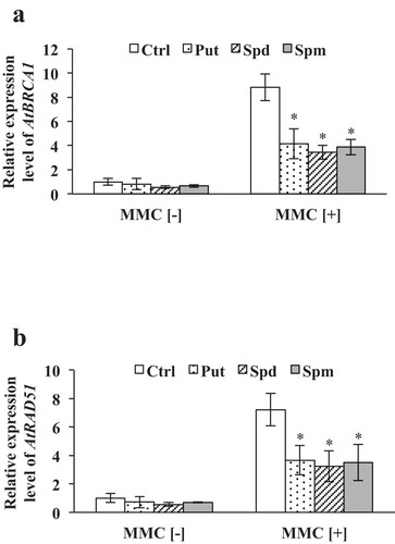 Figure 3. Polyamine-dependent changes in AtBRCA1 and AtRAD51 gene expressions. Panels: (a) Relative gene expression level of AtBRCA1, (b) Relative gene expression level of AtRAD51. Expressions of AtBRCA1 and AtRAD51 were normalized using the ACT8 gene as an internal control. The values of control (Ctrl; no polyamine) with MMC[–] were set to 1.0 and other values were calculated relative to those. Error bars indicate standard deviation of biological triplicates. Significant differences between polyamine-treated seedlings and the untreated control for each series were determined with the two-sample t- test at P < .05 (*) level of significance.