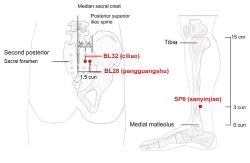 Figure 1 Locations of acupuncture points based on the WHO standards for the Western Pacific region.Citation16 Redrawn by Yu and Chou.