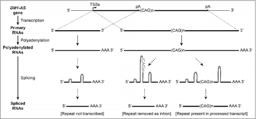 Figure 6. Model for production of DM1-AS transcripts with and without a (CAG)n repeat. In the model the main data presented in this paper are included. The DM1-AS gene is subject to alternative transcription initiation (multiple TSSs) and 3′ end formation (multiple poly(A) sites, pA). These events lead to the production of short and long primary DM1-AS transcripts, with or without a (CAG)n repeat, presumably carrying a poly(A) tail. During further RNA processing, alternative splicing may occur and the (CAG)n repeat may be removed as part of an intron. Thus, a variety of primary and processed DM1-AS transcripts can occur, with and without a (CAG)n repeat, while the (CAG)n repeat may also be present in the lariat structure of an excised intron.