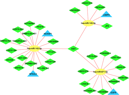 Figure 7 The ceRNA network. Blue triangles represent 4 mRNAs, yellow circles represent 3 miRNAs and green diamonds represent 30 lncRNAs.