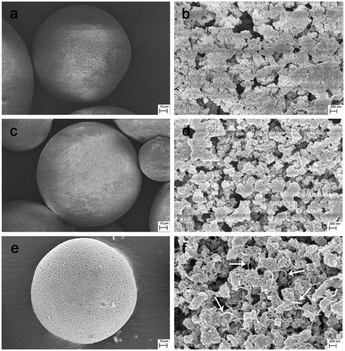 Figure 2. Characterization on the surface morphology. (a,b: PVA microspheres; c,d: PVA-PMB microspheres; and e,f: PVA-AMWCNT composite microspheres. AMWCNT is indicated by the white arrows.)