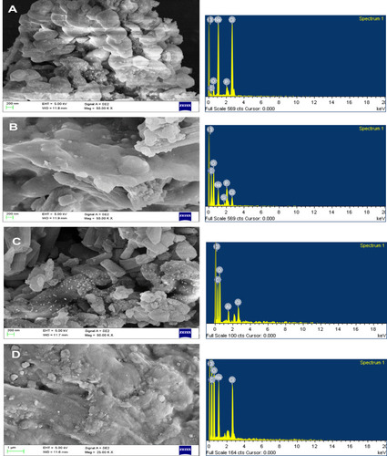 Figure 15 SEM -EDX analysis of: (A) Unloaded nanocarrier of A. heterophylla, and (B) Drug-loaded nanocarrier of A. heterophylla. (C) Unloaded nanocarrier of P. chilensis, and (D) Drug-loaded nanocarrier of P. chilensis.