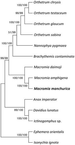 Figure 3. Phylogenetic tree of 12 order Odonata including M. manchurica and two outgroup species in order Ephemeroptera. Reconstruction of maximum likelihood (ML) and neighbor joining (NJ) trees was based on 15 genes (13 PCGs, two rRNA). Numbers at the branches represent the bootstrap support values for ML (left) and NJ (right), respectively. Branching patterns and branch lengths follow the results of ML analysis. The following sequences were used: O. Chrysis KU361233 (Yong et al. Citation2016), O. testaceum KU361235 (Yong et al. Citation2016), O. glaucum KU361232 (Yong et al. Citation2016), O. sabina KU361234 (Yong et al. Citation2016), N. pygmaea KY402222 (Jeong et al. Citation2017), B. contaminata KM658172 (Yu et al. Citation2016), M. daimoji NC_041425 (Kim et al. Citation2018), M. amphigena MZ504971 (An et al. Citation2022), A. imperator KX161841 (Herzog et al. Citation2016), D. lunatus EU591677 (Lee et al. Citation2009), Ictinogomphus sp. KM244673 (Tang et al. Citation2014), E. orientalis EU591678 (Lee et al. Citation2009), I. ignota HM143892 (unpublished).