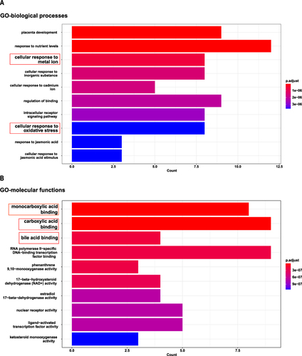 Figure 3 The GO enrichment analysis performed on the genes related to celastrol-induced ferroptosis in HCC. The top 10 significantly enriched terms were identified in both biological processes (A) and molecular functions (B).