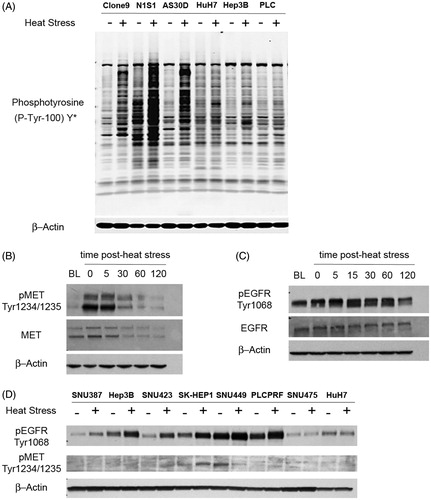 Figure 1. Heat stress induces rapid MET and EGFR signalling in HCC cells in vitro. (A) Western blot analysis of kinome-wide changes in protein tyrosine phosphorylation in response to heat stress in hepatocytes and HCC cells. A panel of rat hepatocyte (Clone 9) and HCC (N1S1, AS30D) cell lines and human HCC cell lines (HuH7, Hep3B, PLC/PRF/5) were heat stressed (45 °C) or control (37 °C) for 10 min, harvested immediately post-heat stress and whole-cell lysates were subjected to Western blotting using a phosphotyrosine (P-Tyr-100) Y* antibody with broad reactivity to tyrosine phosphorylated proteins and peptides. The antibody does not cross-react with phospho-serine or phospho-threonine residues. β-Actin was used as a loading control. (B) N1S1 and (C) AS30D HCC cell lines cells were heat stressed (45 °C for 10 min), recovered up to 2-h post heat stress and whole-cell lysates were subjected to Western blotting for phospho and total MET and EGFR. β-actin was used as a loading control. BL: baseline, non-heat stress control; t = time post heat stress in minutes. For example, t = 0 indicates immediate post-heat stress. (D) A panel of human HCC cell lines were heat stressed (45 °C) or control (37 °C) for 10 min, harvested immediately post-heat stress and whole-cell lysates were subjected to Western blotting using phospho-specific antibodies against EGFR and MET. β-actin was used as a loading control. Representative images from n ≥ 3 independent experiments.