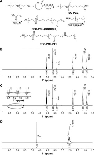 Figure 1 The synthesis process of the PEG-PCL-PEI polymer (A) and the 1H-NMR spectra of the polymers: (B) PEG-PCL, (C) PEG-PCL-COCHCH2, (D) PEI, (E) PEG-PCL-PEI.Note: Dotted circle represented as enlarged position.Abbreviations: DMF, N,N-dimethylformamide; NMR, nuclear magnetic resonance; PEG-PCL, polyethyleneglycol-co-polycaprolactone; PEG-PCL-PEI, polyethyleneglycol-co-polycaprolactone-co-polyethylenimine; PEI, polyethylenimine.