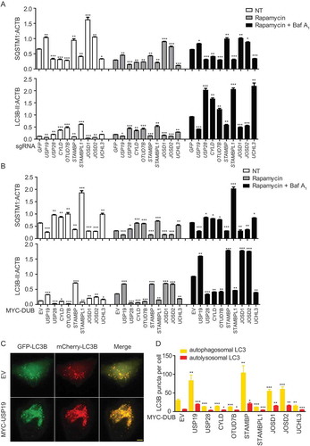 Figure 2. Function validation of selected DUBs in autophagy. (a) HeLa cells were transfected with sg_GFP (control) or sg_USP19, sg_USP28, sg_CYLD, sg_OTUD7B, sg_STAMBP, sg_STAMBPL1, sg_JOSD1, sg_JOSD2 or sg_UCHL3 and treated with rapamycin (250 nM) for 12 h alone or with Baf A1 (0.2 μM) as combination for 6 h. Cell lysates were collected for subsequent immunoblot assay. Quantification data of the protein level of LC3B and SQSTM1 compared with ACTB/β-actin. The corresponding data are shown in Fig. S2A-I. Data are normalized by the protein levels of LC3B-II or SQSTM1 in control cells. (b) HeLa cells were transfected with MYC-EV (control) or MYC-USP19, MYC-USP28, MYC-CYLD, MYC-OTUD7B, MYC-STAMBP, MYC-STAMBPL1, MYC-JOSD1, MYC-JOSD2 or MYC-UCHL3 and treated with rapamycin (250 nM) for 12 h alone or with Baf A1 (0.2 μM) as combination for 6 h. Cell lysates were collected for subsequent immunoblot assay. Quantification data of the protein level of LC3B and SQSTM1 compared with ACTB. The corresponding data are shown in Figure S2 J-R. Data are normalized by the protein levels of LC3B-II or SQSTM1 in control cells. (c-d) Representative fluorescence images (c) and quantification (d) of yellow and red puncta for LCB expression in mCherry-GFP-LC3B stably expressing HeLa cells transfected with indicated DUBs and treated with rapamycin (250 nM) for 12 h. Data in (a-d) are expressed as means ± SEM of three independent biological experiments, *p < 0.05, **p < 0.01, ***p < 0.001, ns, not significant. (two-tailed Student’s t-test)