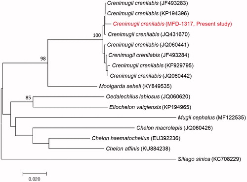 Figure 3. Neighbour-joining tree of mitochondrial DNA COI for eight species of the family Mugilidae. Number of branches (>80) correspond to bootstrap probabilities in 10,000 bootstrap replications. Bar indicates genetic distance of 0.02.