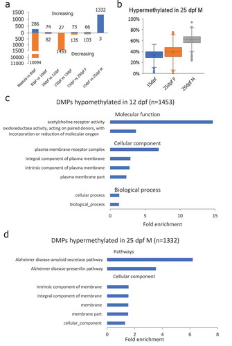 Figure 4. Differentially methylated promoters (DMP) identified during PGC reprogramming. (a): Differentially methylated promoters in PGCs at different stages of life history; (b): DMPs that were hypermethylated in 25-dpf male PGCs were still at the hypomethylated state in female PGCs at the 25-dpf stage indicating de novo methylation taking place in male PGCs earlier than in females; (c): Gene ontology enrichment of DMPs hypomethylated in 12-dpf compared with 10-dpf PGCs; (d): Gene ontology and pathway enrichment of DMPs hypomethylated in 25-dpf male compared with 15-dpf PGCs.