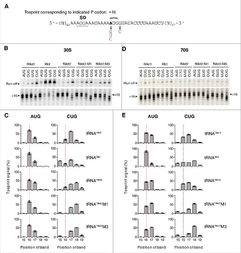 Figure 4. Positioning of mRNA in various ribosomal complexes. (A) Model mRNAs used in this study. The Shine-Dalgarno element (SD) is underscored and position +1 of the start codon is highlighted in bold text. Various base substitutions made at positions +1 and +4 are shown. 30S (B-C) or 70S (D-E) complexes containing P-site tRNA (as indicated) paired to start codon (as indicated) were analyzed by toeprinting. Complexes were formed in the absence of factors by incubating ribosomes or subunits (1 µM), mRNA (0.01 µM, with preannealed radiolabeled primer), and tRNA (1.5 µM) for 2 h at 37°C, prior to primer extension analysis. Top gel panels show the relative intensities of the full-length cDNA products (Run off). Bottom gel panels show the toeprint bands, with +16 indicated. Histograms show the distribution of toeprint signal versus toeprint position for each 30S (C) and 70S (E) complex. Data were quantified for each complex as (specific toeprint / all toeprints) ×100% and correspond to the mean ± SEM from ≥ 3 independent experiments. The dotted red line benchmarks position +16.