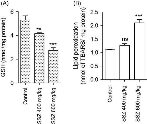 Figure 5. Mitochondrial glutathione content (A) and lipid peroxidation (B) in the kidney of sulfasalazine-treated animals. SSZ: sulfasalazine. Data are given as mean ± SD (n = 8). Superscript “ns” indicates not significant as compared to control. Asterisks indicate significantly different as compared to control (**p < .01 and ***p < .001).