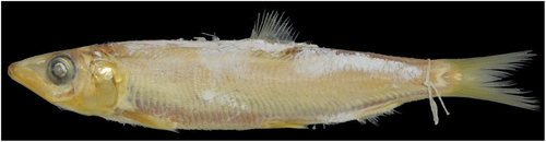 Figure 12. Lectotype of Dussumieria productissima, MNHN 1966–0259, 106.0 mm SL, Gulf of Suez, Egypt. Abbreviations: MNHN, Muséum National d'Histoire naturelle; SL, standard length.