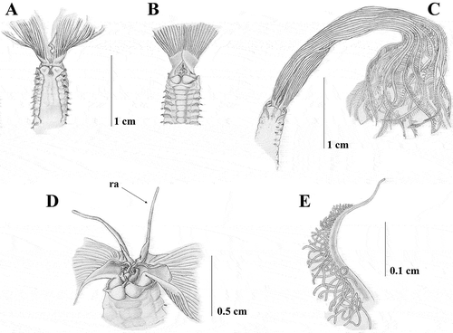 Figure 7. Sabella pavonina from Vercelli Seamount. A, anterior end, dorsal view; B, anterior end, ventral view; C, anterior end, dorsal view showing the branchial crown; D, dorsal lips with dorsal radiolar appendages (ra); E, tip of the radiole.