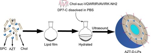 Figure 1 Preparation scheme of DP7-C-modified AZT-loaded liposomes (AZT-D-LPs) using the thin-film hydration method.Abbreviations: AZT, azithromycin; AZT-D-LPs, DP7-C-modified AZT-loaded liposomes; Chol, cholesterol; PBS, phosphate-buffered saline; SPC, soybean phosphatidylcholine.