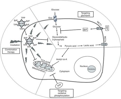 Figure 1. A schematic showing therapeutic advantages of targeted triphenylphosphonium-mediated delivery of an antiglycolytic agent using gold nanoparticles.