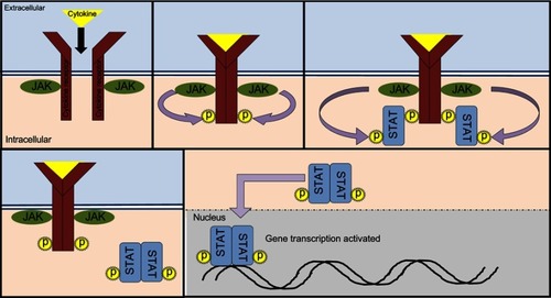 Figure 1 JAK-STAT pathway. The JAK-STAT pathway involves of 1) cytokines which can include interleukins, interferon, granulocyte-macrophage colony stimulating factor 2) cytokine receptors 3) JAKs (JAK1-3, TYK2) and 4) STATs (STAT1-6).