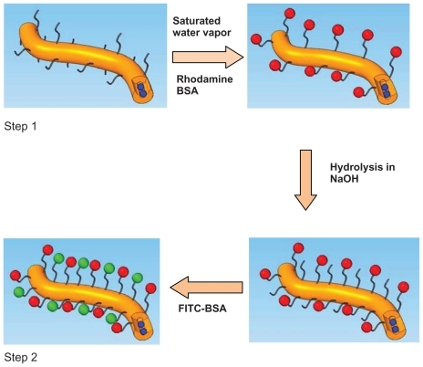 Figure 1 Functionalization procedure of PLLA/PLLA-PEG-NH2 nanofibers (brown). Step 1: Amino groups are activated by exposing nanofibers to saturated water vapor. Step 2: Carboxyl groups are activated by hydrolysis. Blue represents the loaded drug; red is rhodamine BSA; and green is FITC-BSA.Abbreviations: BSA, bovine serum albumin; FITC, fluorescein isothiocyanate; PEG, poly(ethylene glycol); PLLA, poly(L-lactide).