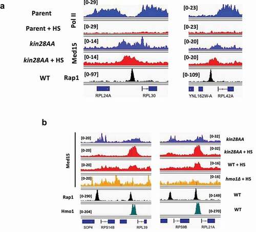 Figure 4. Persistent Mediator association with RP genes repressed by heat shock. (a) Browser scans showing occupancy of Pol II in the parent anchor away strain (YFR1321) treated with rapamycin, with or without 15 min heat shock; Med15 (tail) in kin28AA yeast treated with rapamycin with or without 15 min heat shock; and Rap1 in wild type yeast (strain BY4741). (b) Browser scans showing occupancy of Med15 (tail) for kin28AA yeast treated with rapamycin with and without 15 min heat shock, and for wild type (BY4741) and hmo1∆ yeast heat shocked for 15 min; Rap1 and Hmo1 occupancy is shown in wild type yeast (BY4741 and W303, respectively). Scale, in reads per million mapped reads, is indicated for each scan. Data is from [Citation71,Citation75].