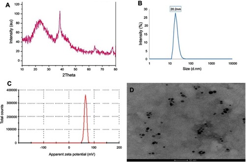 Figure 1 (A) X-ray powder diffraction patterns of Ch-AgNPs. (B and C) Dynamic light scattering analysis of Ch-AgNPs. Particle size was 20 nm (B), and zeta potential 66 mV (C). (D) High-resolution transmission electron microscope image of Ch-AgNPs showing spherical NPs with particle size in the range of 17.5 nm distributed homogeneously in the Ch matrix.Abbreviation: Ch-AgNPs, chitosan-coated silver nanoparticles.