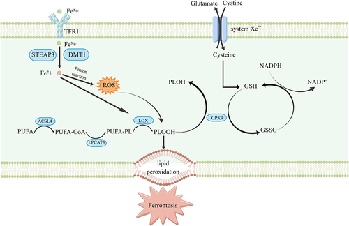 Figure 1 Mechanism of ferroptosis occurrence. This figure was created with Figdraw (www.figdraw.com).