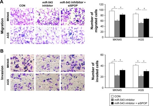 Figure 5 miR-543 inhibitor-suppressed GC cell migration and invasion were mediated by downregulation of SPOP. (A and B) Inhibition of SPOP partly abrogated miR-543 inhibitor-mediated MKN45 and AGS cell migration and invasion. *P<0.05.