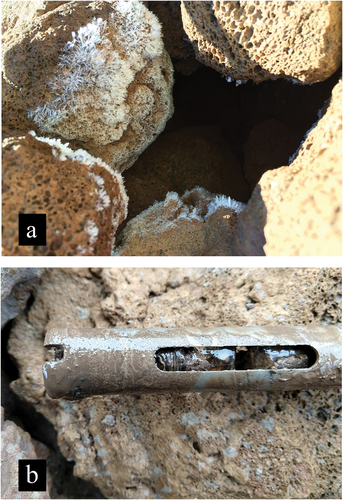 Figure 4. (a) Condensation (hoar) frost formed due to moving warm air escaping along large pore spaces in early winter. Upper part of active layer has dynamic air convection layer (photo taken in October 2018 by K. Yoshikawa). (b) Drill core bit (25 mm diameter) with ice-rich permafrost at BH6 drill site at 5-m depth on 4 November 2020.