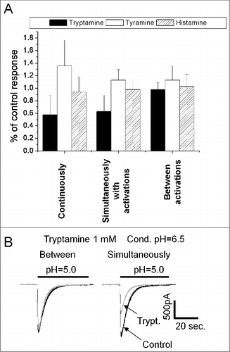 Figure 5. Action of endogenous amines on ASIC2a. A, summary of effects of tryptamine, tyramine and histamine (1 mM) in three application protocols at conditioning pH = 6.5. B, at conditioning pH = 6.5 1 mM tryptamine applied between activations does not produce an effect (left), whereas application simultaneously with activation causes inhibition (right).