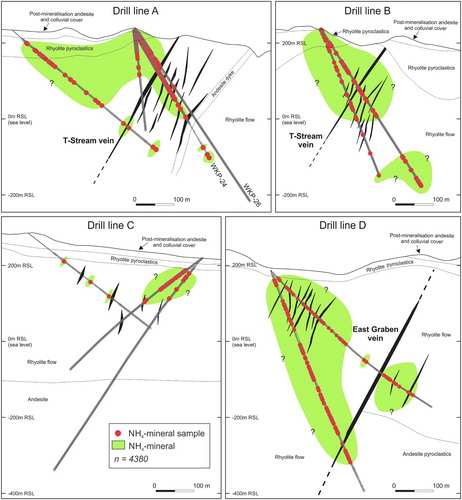 Figure 17. Cross sections along drill lines A to D showing the distribution of NH4-minerals at the Wharekirauponga prospect (Simpson Citation2018). NH4-minerals broadly envelop or occur adjacent to many of the sheeted quartz vein zones and quartz veins, but there are some veins in which the adjacent rocks lack NH4-minerals. On drill line section A, NH4-minerals are continuous along drill hole WKP-24 to a drilled depth of 220 m, but in an adjacent drill hole, WKP-26 only occur to a drilled depth of 120 m. Circles show sample locations. The locations of the cross sections are shown in figure 2E. RSL = relative current sea level.