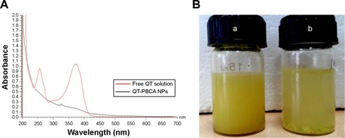 Figure 3 (A) Absorption spectrum of free QT and QT-PBCA NPs; (B) Visual observation of prepared QT-PBCA NPs suspended in water (a) and free QT solution suspended in water (b).Abbreviations: QT, quercetin; QT-PBCA NPs, quercetin-loaded poly(n-butylcyanoacrylate) nanoparticles.