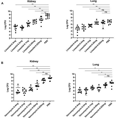 Figure 1 Different concentrations of vancomycin or linezolid were used to treat MRSA252 infection in a lethal sepsis model. 7 to 8-weeks-old mice were intravenously infected with 100 μL saline containing 8.7×108 CFU of MRSA252. (A) Bacterial burden was evaluated in the kidney and lung tissues of mice treated with linezolid (0.4, 0.2, 0.1, 0.05, or 0.025 mg) after challenge with MRSA252. (B) Bacterial burden was evaluated in the kidney and lung tissues of mice treated with vancomycin (0.4, 0.2, 0.1, 0.05, or 0.025 mg) after challenge with MRSA252. Significant differences are indicated as *p < 0.05, **p<0.01. (n = 10 per group; two independent experiments).