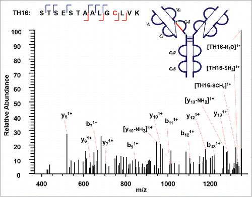 Figure 7. CID MS3 spectrum of the disulfide-dissociated peptide TH16 within the CH1 domain. TH16 was identified by Proteome Discoverer as a reduced peptide resulting from disulfide cleavage. There are multiple fragment ions serving as anchors to aid in confident identification of peptide segment. To find its complementary peptide in the disulfide-linked peptide, the molecular mass of TH16 with the loss of two hydrogens [M-2H] serves as a dynamic modification when searching against ETD MS2 spectra using SEQUEST. The counterpart in the disulfide-linked peptide was identified as TH17, linked by disulfide bond between C157 (H) and C213 (H).