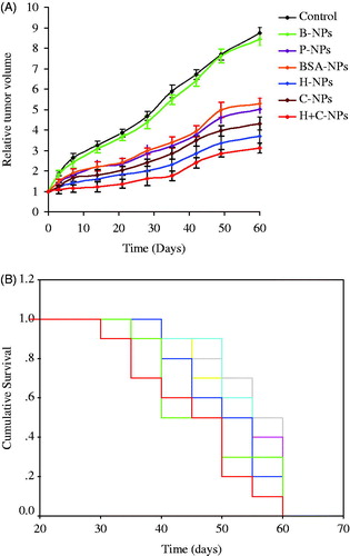 Figure 8. (A) In vivo anti-tumor activity assay (the curves of Display full size Control, Display full size B-NPs, Display full size BSA-NPs, Display full size P-NPs, Display full size C-NPs, Display full size H-NPs and Display full size H+C-NPs are from up to down by turns) and (B) survival studies (the curves of Display full size Control, Display full size B-NPs, Display full size BSA-NPs, Display full size P-NPs, Display full size C-NPs, Display full size H-NPs and Display full size H+C-NPs are from left to right by turns).