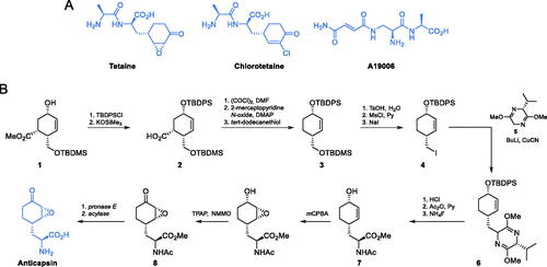 Scheme 3. (A) Antibiotics containing glutamine analogues targeting GlcN-6-P synthase. (B) Synthesis of anticapsin reported by Baldwin et al. Citation36