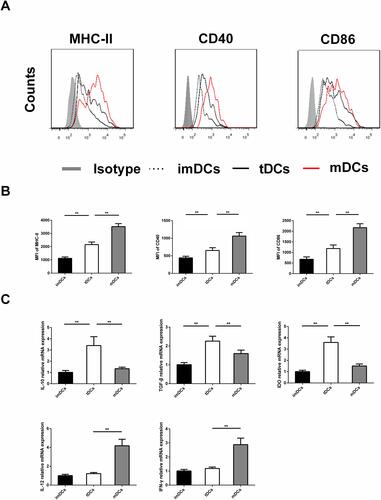 Figure 7 The GARP-tDCs showed the tolerogenic phenotype. (A) Marrow derived DC (2×105 cells/well) in culture without stimulation (immature DCs [imDCs]) or in the presence of lipopolysaccharide (LPS) (mature DC [mDCs]) or 10 ng/mL LPS, 30 ng/mL GARP (GARP-treated tolerogenic DCs[GARP-tDCs]). The DCs were stained with isotypic antibodies or specific antibodies against major histocompatibility complex II (MHC-II), CD40 and CD86 and analyzed by fluorescence activated cell sorting (FACS). (B) The average fluorescence intensity (MFI) of MHC- II, CD40 and CD86 were measured quantitatively. (C) The mRNA level of IL-10, transforming growth factor-β (TGF-β), indoleamine 2, 3- dioxygenase (IDO), IL-12 and interferon -γ(IFN-γ). n=6 per group. **P<0.01.