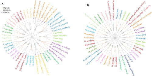 Figure 5. Transmitted FQ clusters. (A) ≥ 3 strains in a cluster; (B) 2 strains in a cluster. The orange branches refer to the migrant, and the gray refers to the resident. The outermost label is the mutation type of FQ and second-line injectable drugs (including AM, KM, and CM). Abbreviations: C, cluster; EDR-TB, extremely drug-resistant tuberculosis.