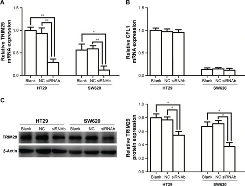 Figure 5 Effect of ACTL8 silencing on the expression of TRIM29 and CFL1 in CRC cell lines.Notes: (A) The effect of ACTL8 silencing on the mRNA expression of TRIM29 in CRC cell lines was analyzed by qRT-PCR. (B) The effect of ACTL8 silencing on the mRNA expression of CFL1 in CRC cell lines was analyzed by qRT-PCR. (C) The effect of ACTL8 silencing on the protein expression of TRIM29 in CRC cell lines. *P<0.05 and **P<0.01. P-value was obtained by one-way ANOVA and Student–Newman–Keuls test.Abbreviations: CRC, colorectal cancer; qRT-PCR, quantitative reverse transcription PCR.