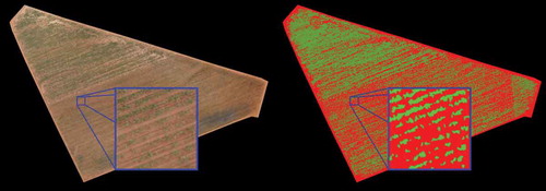 Figure 1.: The left image shows the sugar cane Orthomosaic. The right image present the ground truth, whereas green = crop row area, and red = background area.