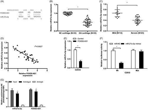 Figure 3. MiR-27a-3p served as a target of FOXD2-AS1. (A) The binding site between FOXD2-AS1 and miR-27a-3p. (B, C) MiR-27a-3p expression was decreased and negatively associated with the severity of OA patients. (D) MiR-27a-3p expression was negatively correlated with FOXD2-AS1 expression in OA tissues. (E) FOXD2-AS1 overexpression reduced miR-27a-3p expression in C28/I2 cells. (F) Luciferase reporter assay showed that miR-27a-3p mimics reduced the luciferase activity of FOXD2-AS1-Wt group. (G) RIP assay showed that FOXD2-AS 1 and miR-27a-3p expression was enriched in Ago2 pellet. *p < .05.