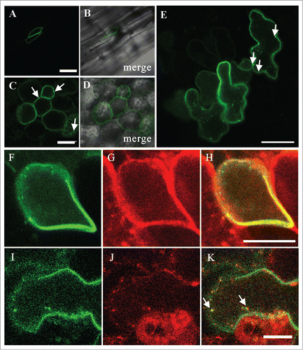 Figure 2. Localization of GFP-PVA31 in Arabidopsis. The confocal images of GFP fluorescence (A, C) and merged DIC and GFP-fluorescence (B, D) were captured in epidermal cells of hypocotyls (A, B) and mesophyll cells of cotyledon (C, D) of Arabidopsis plants transiently expressing GFP-PVA31. The images of GFP fluorescence in epidermal cells (E). The confocal images of GFP-PVA31 (F), mRFP-VAMP722 (G) and merged image of F and G (H) in epidermal cells of hypocotyl. Arrows indicate the mobile punctate structures of GFP-PVA31. Bars = 50 μm (A) , 20 μm (C) and 10 μm (H, K).
