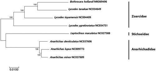 Figure 1. Phylogenetic tree of Bothrocara hollandi in Suborder Zoarcoidei. Phylogenetic tree of B. hollandi mitogenome was constructed by MEGA7 software with minimum evolution (ME) algorithm with 1000 bootstrap replications. The GenBank Accession numbers were shown followed by each scientific name.