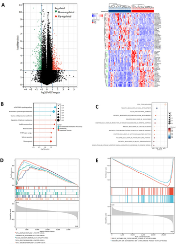 Figure 4 Gene enrichment analysis of STEAP4 in hepatocellular carcinoma (HCC). (A) The volcano plots of DEGs represented the upregulated and downregulated genes in red and blue and Heatmap depicted the top 50 positively and negatively correlated genes of STEAP4 in HCC. (B) The results of Kyoto Encyclopedia of Genes and Genomes pathway analysis of upregulated genes enrichment. (C)The gene ontology of STEAP4 was analyzed according to biological functional enrichment. (D and E) The results of gene set enrichment analysis based on Kyoto Encyclopedia of Genes and Genomes databases..