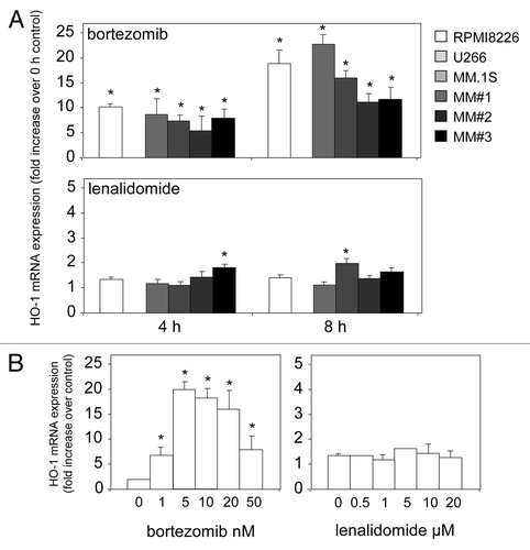 Figure 1. Bortezomib induces HO-1 mRNA expression in MM. (A) MM primary cells and cell lines were treated with bortezomib and lenalidamide for 4 and 8 h and then total RNA was extracted. RNA was reverse transcribed and relative expression of HO-1 mRNA was measured by real-time PCR. (B) RPMI8226 cells were treated for 8 h with various doses of bortezomib and lenalidamide. Total RNA was extracted and reverse transcribed. Relative expression of HO-1 mRNA was measured by real-time PCR. Data represent the means ± SEM, from three separate experiments.