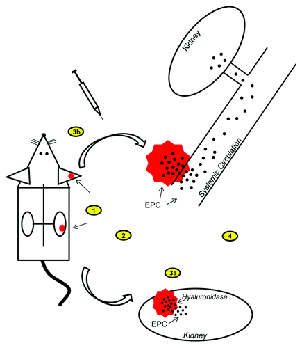 Figure 1. Schematic of the implantation of HA-hydrogels and subsequent release and mobilization of embedded EPC for treatment of AKI in a mouse model. 1) HA-hydrogels with embedded EPC are implanted either superficially into ears or subcapsularly into kidneys. 2) Induction of AKI (cyto-/endotoxins). 3a) Kidney implants are digested by endogenous release of hyaluronidase from the kidneys during AKI and embedded EPC are mobilized into the kidney, or 3b) ear implants are digested by direct injection of hydrogel-digesting enzymes and embedded EPC are mobilized into the circulation. 4) Released EPC generate therapeutic effects (see Tables 1 and 2).