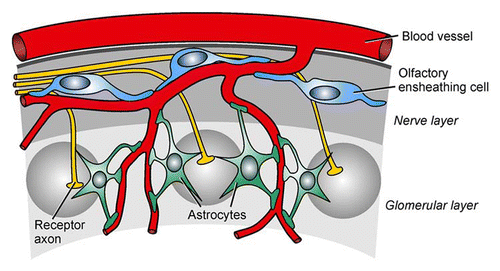 Figure 1 Glia-blood vessel relationship in the olfactory bulb. Olfactory ensheathing cells receive input from olfactory receptor axons via extrasynaptically released ATP and glutamate in the nerve layer, while astrocytes detect synaptically released neurotransmitters in the glomerular layer. Both types of glial cells link neuronal activity to responses of blood vessels via calcium signaling (see text for details).