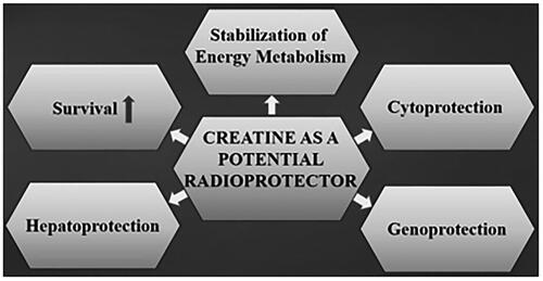 Figure 3. A generalized illustration representing the radioprotective effects of creatine.