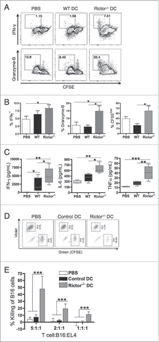 Figure 7. Rictor−/− DC administration enhances activation of antitumor CD8+ T cells in the periphery. C57BL/6 mice bearing s.c. B16 melanomas were treated at days 7 and 14 post-tumor inoculation with i.t. injection of 106 control DC or Rictor−/− DC. At day 21 post-tumor inoculation, spleens were harvested and (A, B, C) splenocytes stained with CFSE and then stimulated with irradiated (100 Gy) B16 cells (ratio 10:1 respectively) in the presence of 30 IU/mL recombinant human IL-2 for 5 d in 24-well culture plates. (A, B) Responder T cells were analyzed for CD8+ and intracellular IFNγ and granzyme-B, showing (A) representative plots and (B) means + SD for six animals per group reported from three independent experiments performed. (C) Cell-free supernatants of these cultures were analyzed for IFNγ, IL-6 and TNF-α. Box plots show median, 25%- and 75%-quartiles, and both extreme values. (D, E) Splenic CD8+ T cells isolated from untreated (PBS), control-DC- or Rictor−/− DC-treated mice were cultured with CFSE-labeled B16 melanoma cells and violet-labeled irrelevant control EL4 thymoma cells at ratios of 5:1:1, 2:1:1 or 1:1:1 (where a unit of 1 = 5 × 104 cells) for 18 h. Cells were analyzed by flow cytometry to determine the percentage of viable B16 (green) or EL4 (violet) cells, as shown in (D), versus a control consisting of a 1:1 mixture of each of the labeled tumor cell lines in the absence of T cells. (E) Results are reported as means +/− SD of data obtained from five mice/cohort. Percent killing was determined based on the formula: 100% × [1 – (percentage of viable tumor cells in the presence of T cells/percentage of viable tumor cells in the absence of T cells)]. *p < 0.05, **p < 0.01, ***p < 0.001.