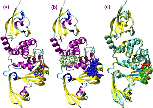 Figure 3. (a) Binding sites for AGP compounds within PLpro (b) Binding sites for trial compounds within PLpro (c) Comparison of the binding site of AGP3 with that of inhibitor, GRM as in PLpro of SARS coronavirus (based on 3mj5).