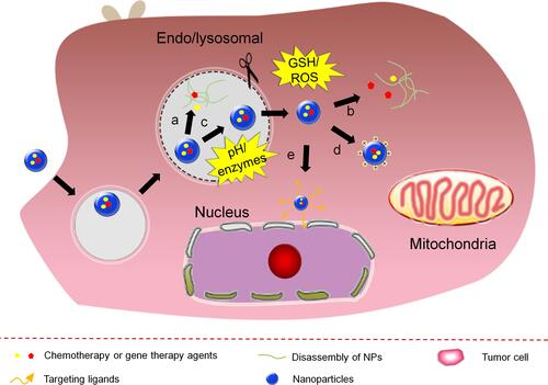 Figure 7 MSR-DDSs responsive to cellular and subcellular triggers for accelerated agents release or cellular substructural targeting. NPs disintegration for agents release (a and b); endosomal escape (c), mitochondrial targeting (d) and nuclear localization (e).